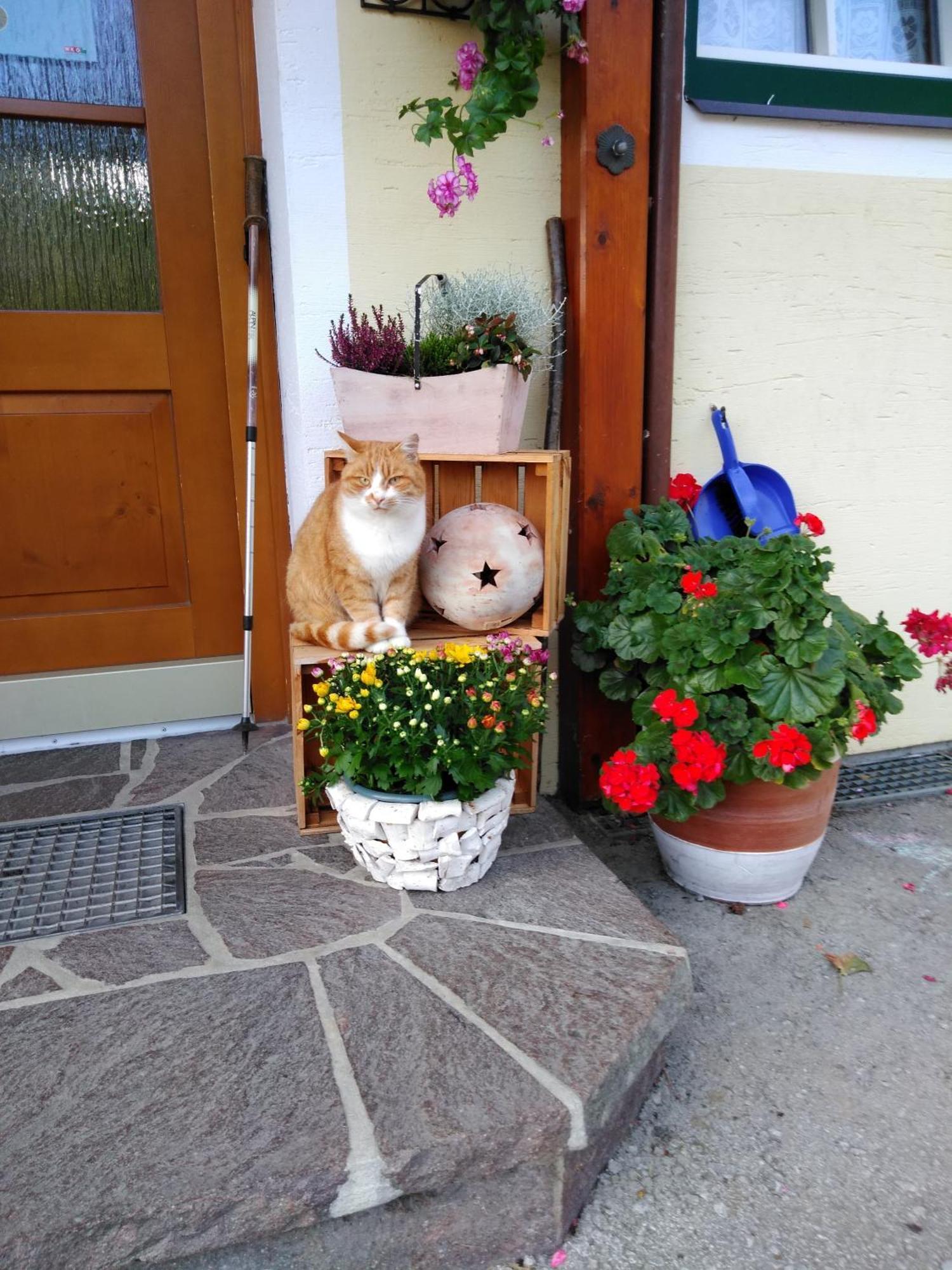 Linarhof Apartment Urlaub Am Bio Bauernhof Haus im Ennstal Eksteriør billede